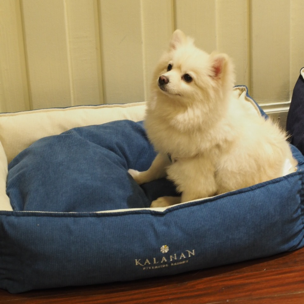 Pet-friendly room offers