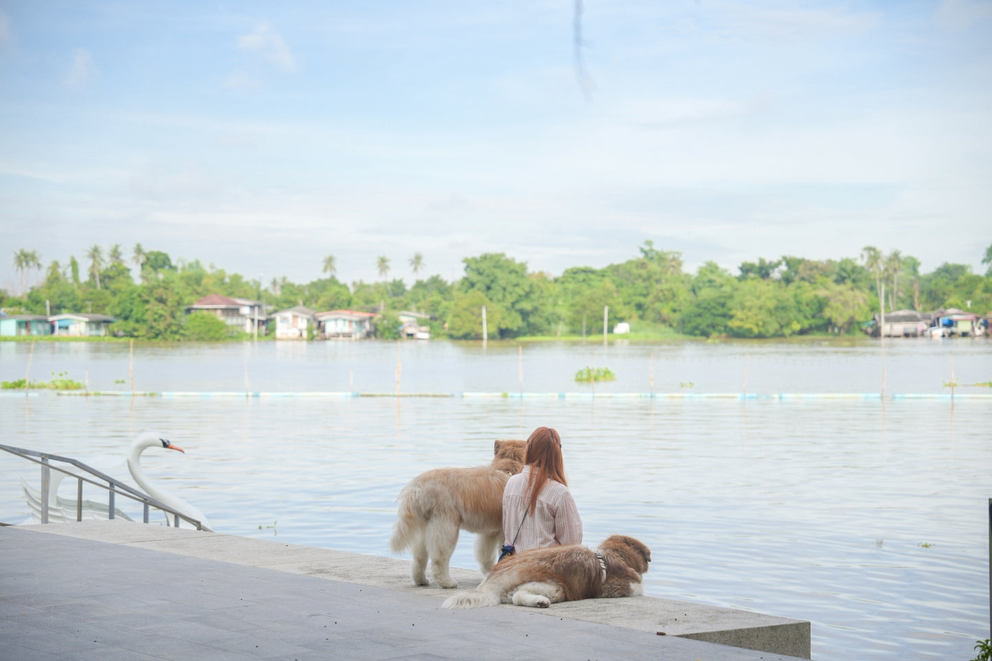 Pet-friendly room offers