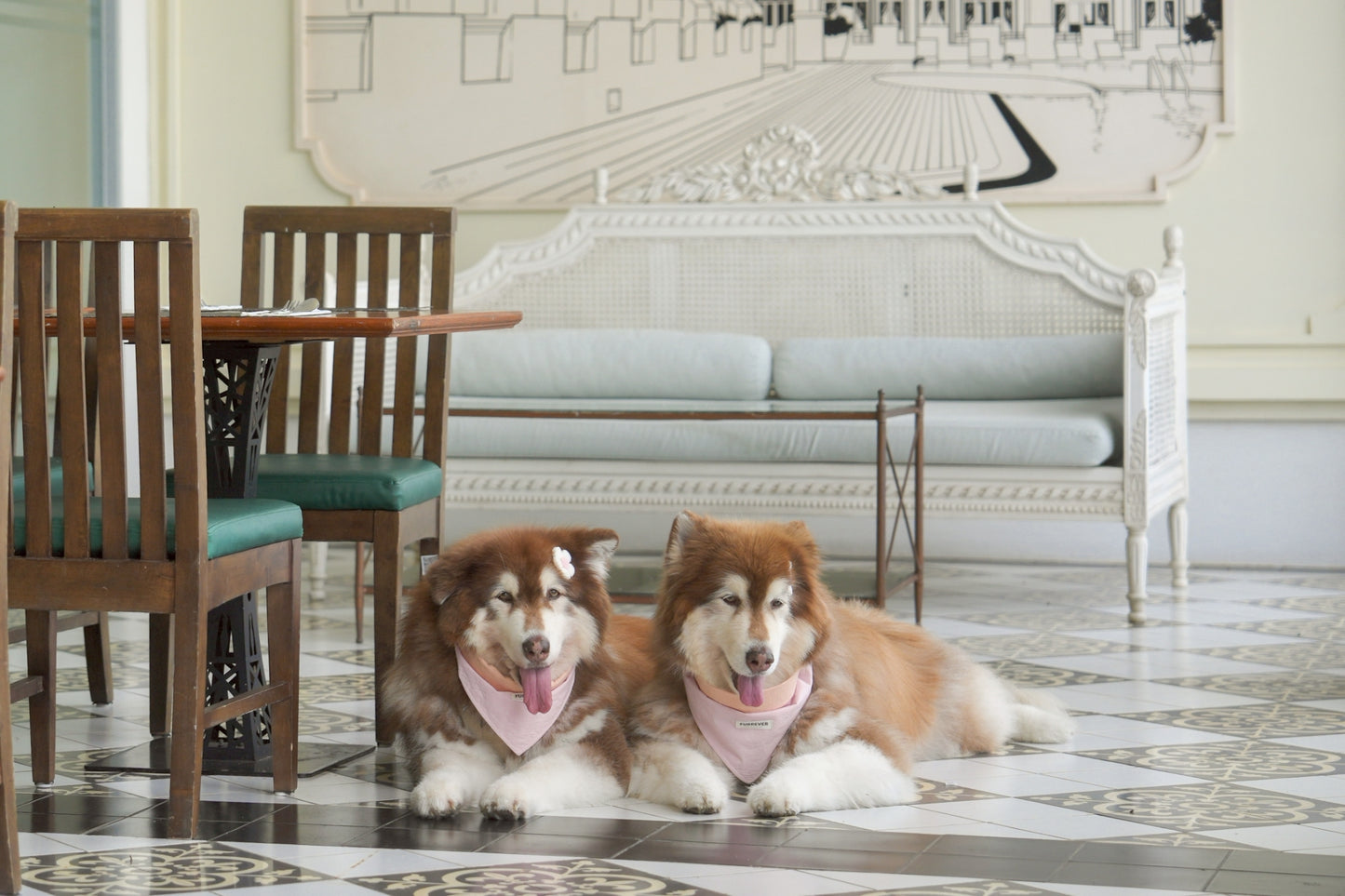 Pet-friendly room offers