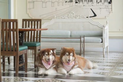 Pet-friendly room offers